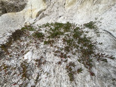 Disphyma crassifolium