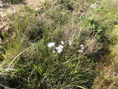 Adenandra marginata