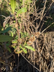 Baccharis salicifolia