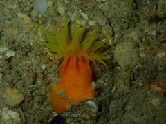 Tubastraea coccinea