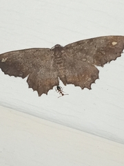 Hypagyrtis