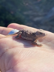 Phrynosoma hernandesi