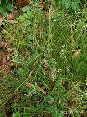 Poa annua