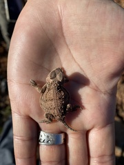 Phrynosoma hernandesi