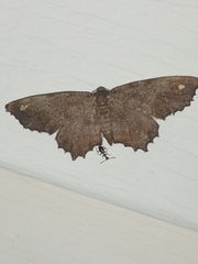 Hypagyrtis