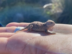 Phrynosoma hernandesi