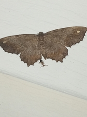 Hypagyrtis