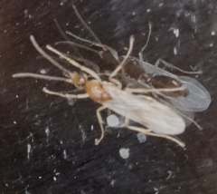 Brachyponera chinensis