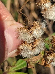 Baccharis salicifolia