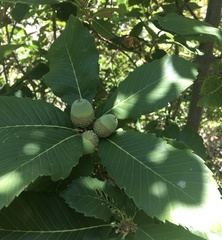 Quercus sadleriana