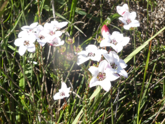 Adenandra marginata