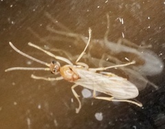 Brachyponera chinensis