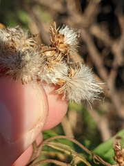 Baccharis salicifolia