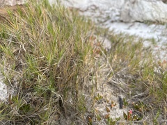 Distichlis distichophylla