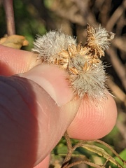Baccharis salicifolia