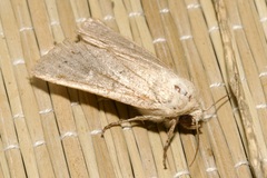 Mythimna ferrago