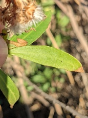 Baccharis salicifolia