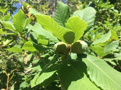 Quercus sadleriana