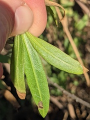 Baccharis salicifolia