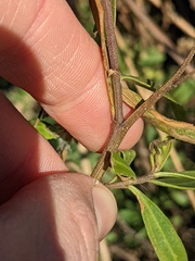 Baccharis salicifolia