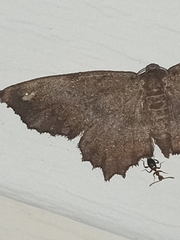 Hypagyrtis
