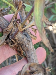 Baccharis salicifolia