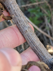 Baccharis salicifolia