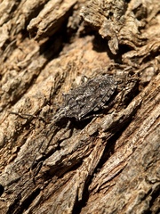 Alcaeus varicornis