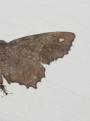 Hypagyrtis