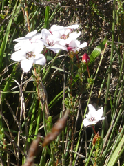 Adenandra marginata