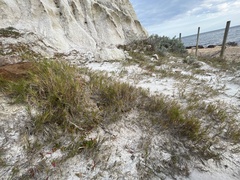 Distichlis distichophylla