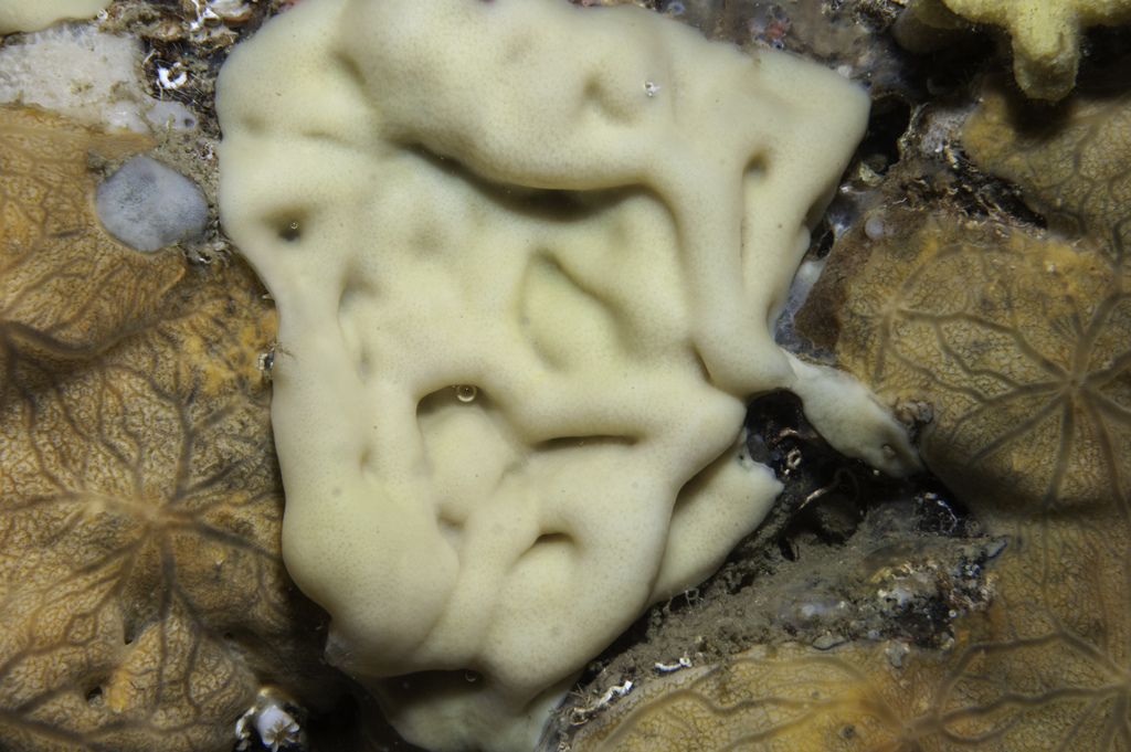 Plakina jani