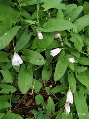 Convolvulus arvensis
