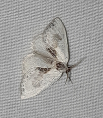 Cilix glaucata