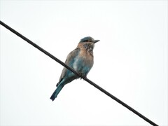 Coracias benghalensis