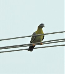 Treron phoenicopterus