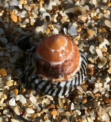 Bembicium nanum