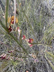 Bossiaea scolopendria