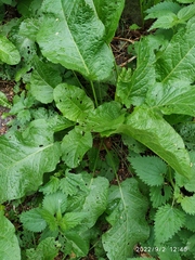 Rumex obtusifolius