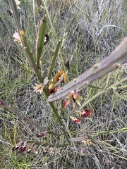 Bossiaea scolopendria