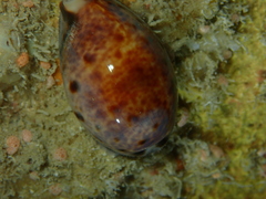 Lyncina lynx