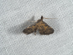 Metasia polytima