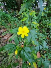 Jasminum