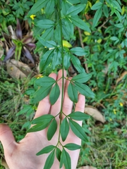 Jasminum