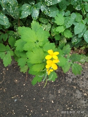 Chelidonium majus