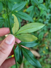 Jasminum