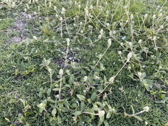 Gomphrena celosioides