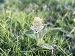 Gomphrena celosioides
