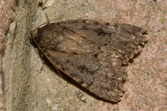 Amphipyra pyramidea