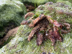 Coscinasterias muricata